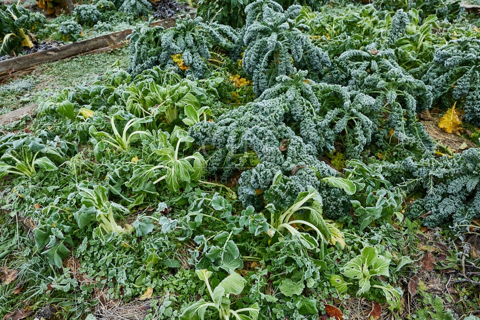118077 Gemüsebarten, Gemüsebeet bei Frost