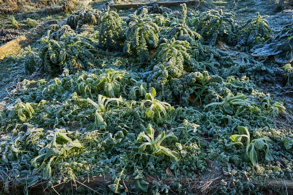 118078 Gemüsebarten, Gemüsebeet bei Frost