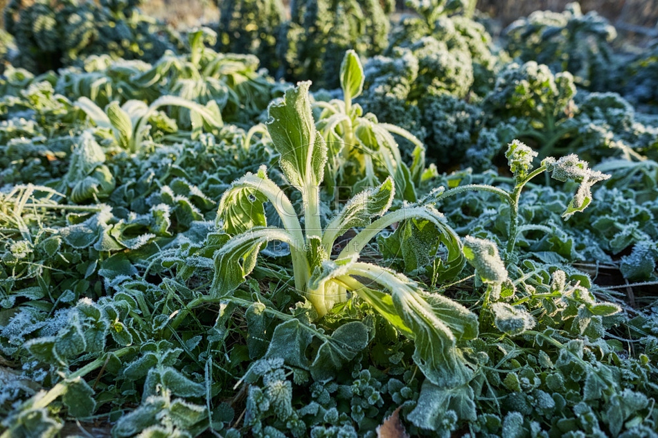 118079 Pak Choi bei Frost