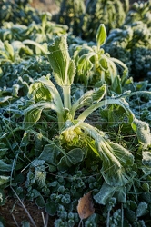 118080 Pak Choi bei Frost
