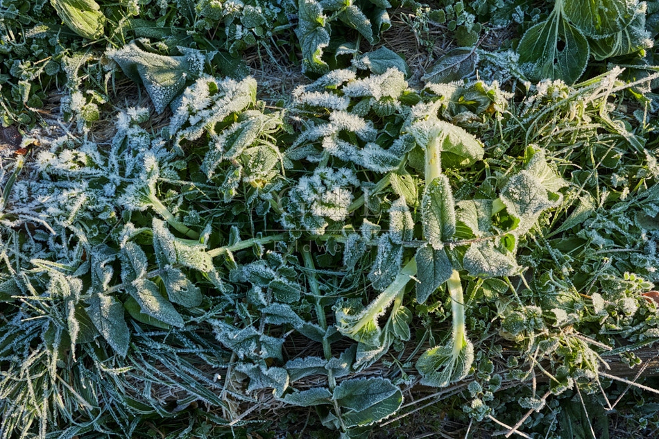 118082 Pak Choi und Schwarzer Winterrettich bei Frost