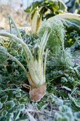 118085 Knollenfenchel erfroren