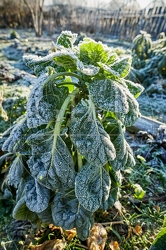 118086 Rosenkohl im Winter