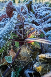 118088 Rote Beete im Winter