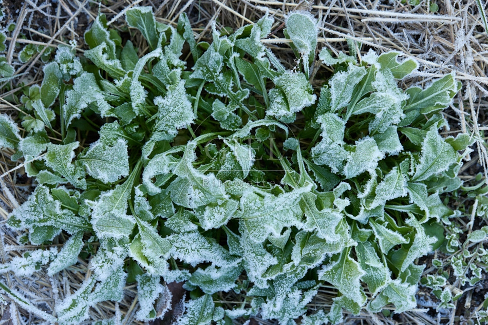 118094 Rucola im Winter