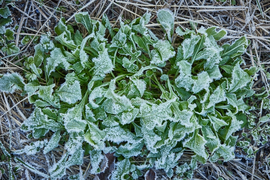 118095 Rucola im Winter