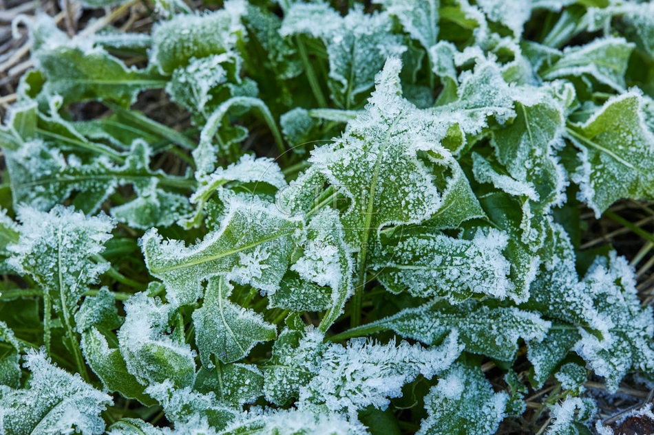 118096 Rucola im Winter