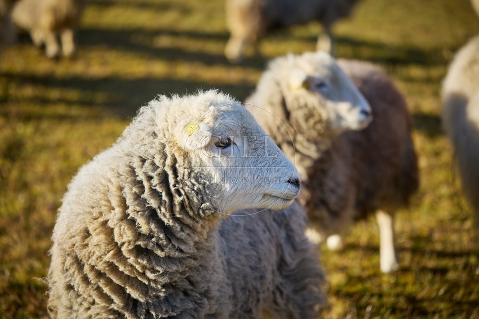 118165 Herdwick-Schafe auf grüner Weide