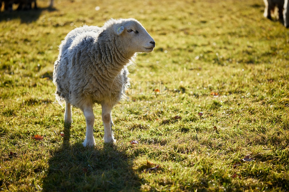 118166 Herdwick Schaf auf sonniger Weide im Gegenlicht