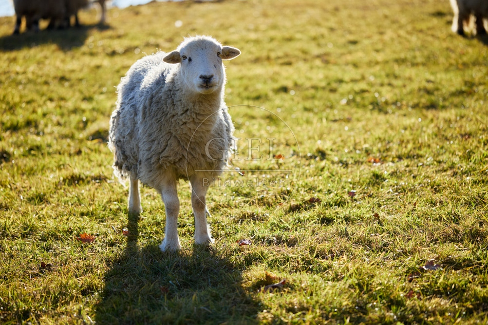 118167 Herdwick Schaf steht auf sonniger Weide im warmen Gegenlicht