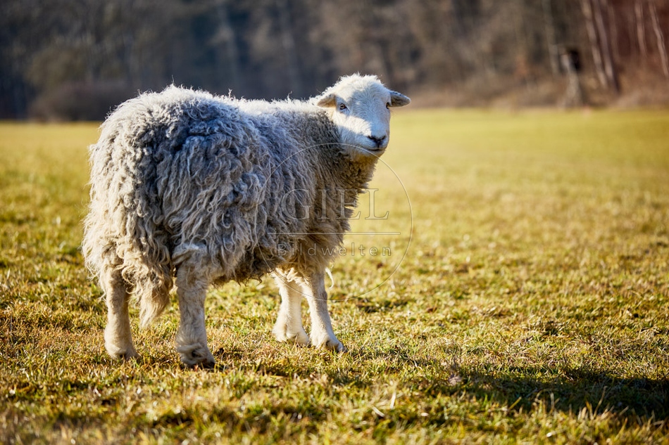 118168 Herdwick-Schaf auf grüner Wiese bei warmem Licht