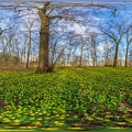 068524 360-Grad-Bild, bluehende Winterlinge im fruehlingshaften Wald