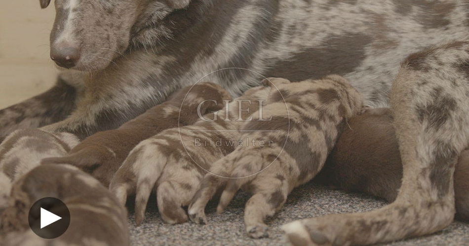 096241 Film-Clip, Mischlingshund mit Welpen