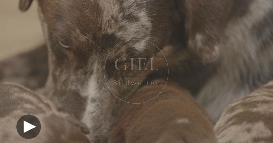 096243 Film-Clip, Mischlingshund mit Welpen
