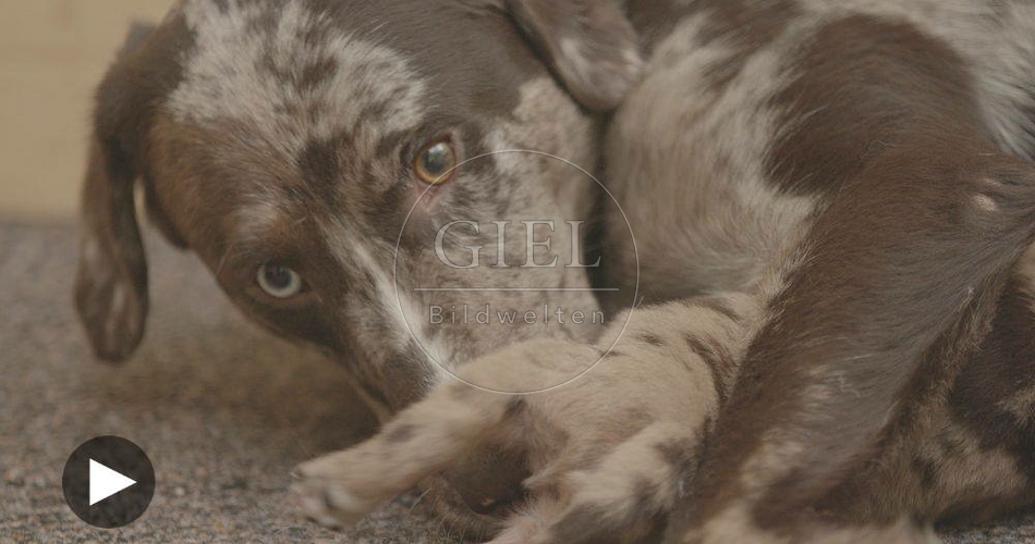 096245 Film-Clip, Mischlingshund mit Welpen
