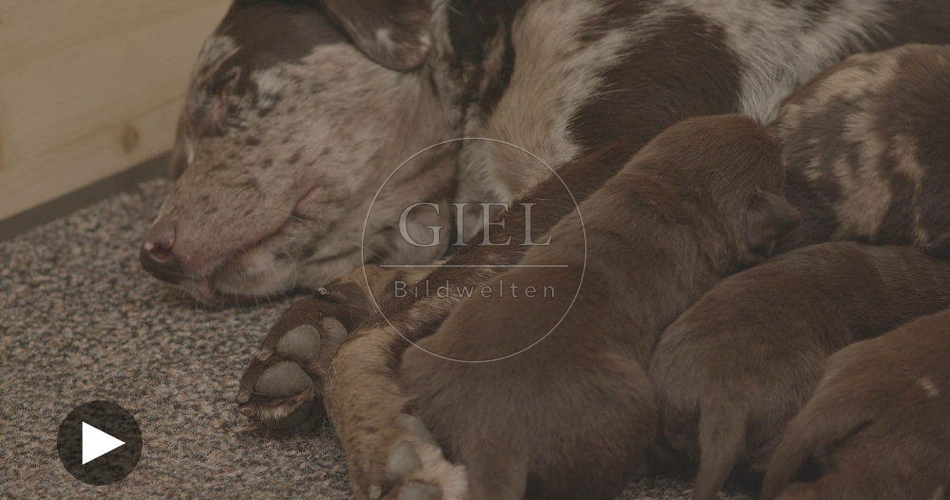 096248 Film-Clip, Mischlingshund mit Welpen