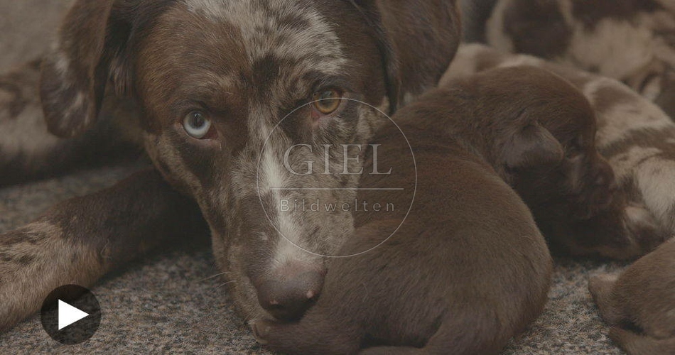 096251 Film-Clip, Mischlingshund mit Welpen