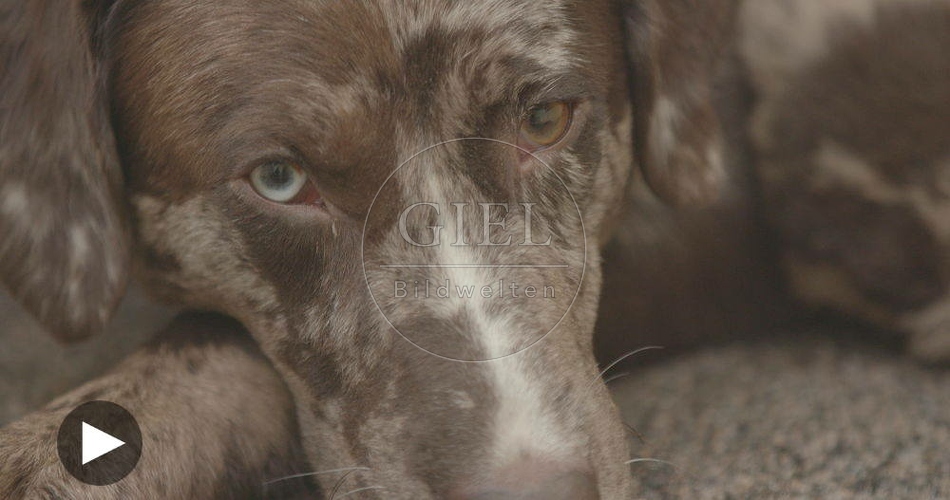 096256 Film-Clip, Mischlingshund