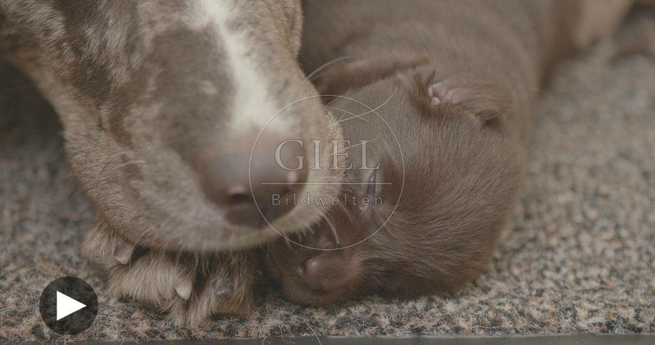 096257 Film-Clip, Mischlingshund mit Welpen
