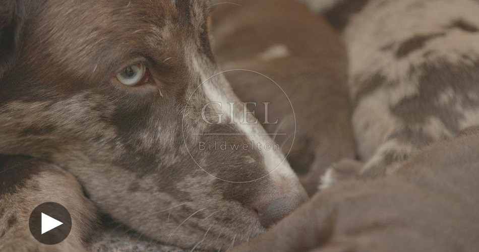 096258 Film-Clip, Mischlingshund mit Welpen
