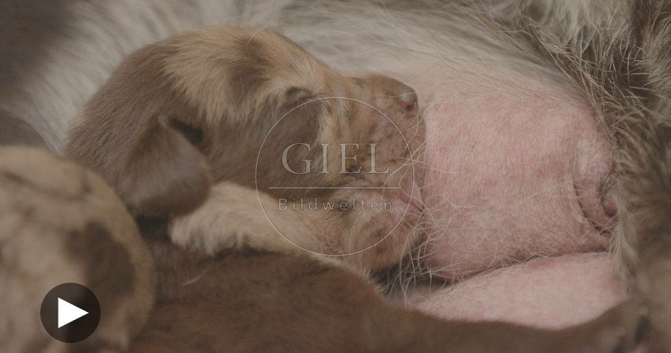 096268 Film-Clip, Mischlingshund mit Welpen