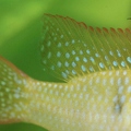 097182 Filmclip, Schmetterlingsbuntbarsch