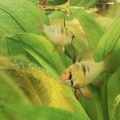 097184 Filmclip, Schmetterlingsbuntbarsche