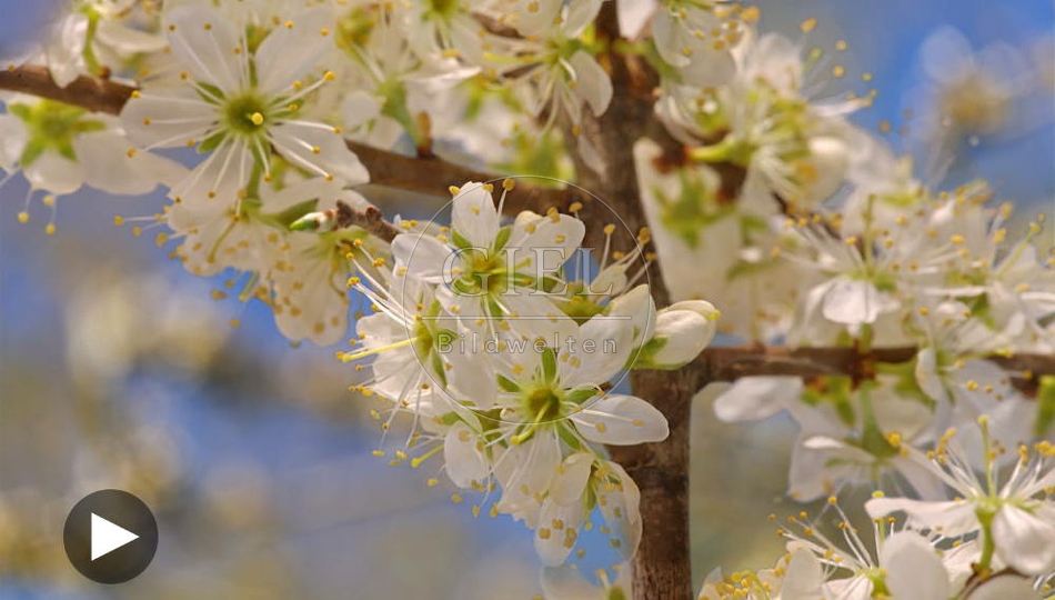 098461 Zeitraffer, Schlehe