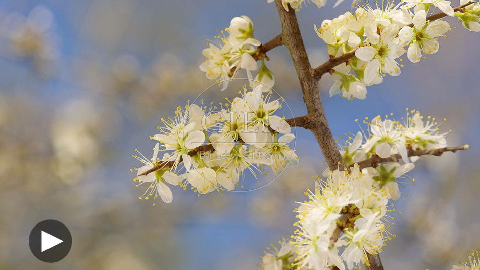 098462 Zeitraffer, Schlehe