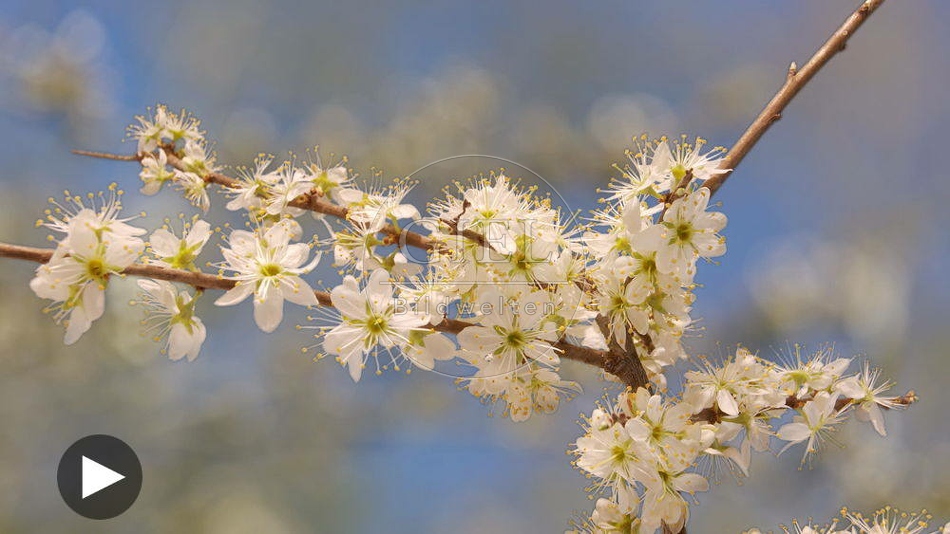 098463 Zeitraffer, Schlehe