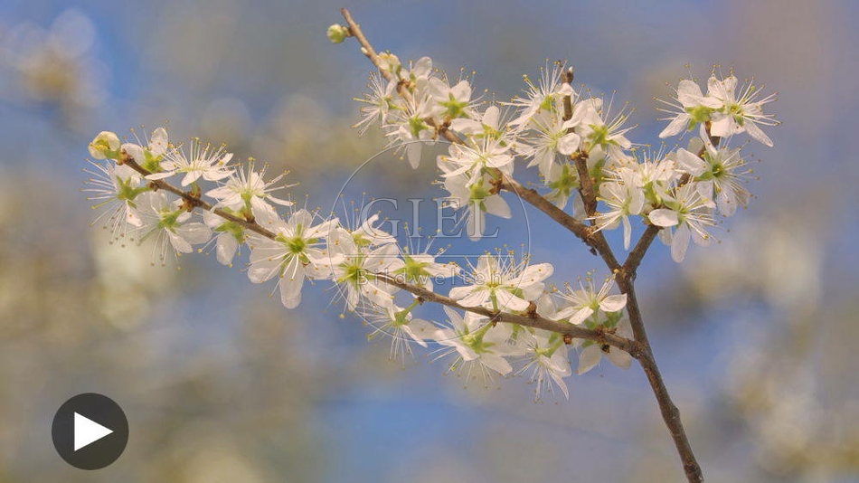 098464 Zeitraffer, Schlehe