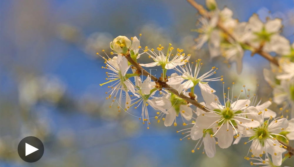 098465 Zeitraffer, Schlehe