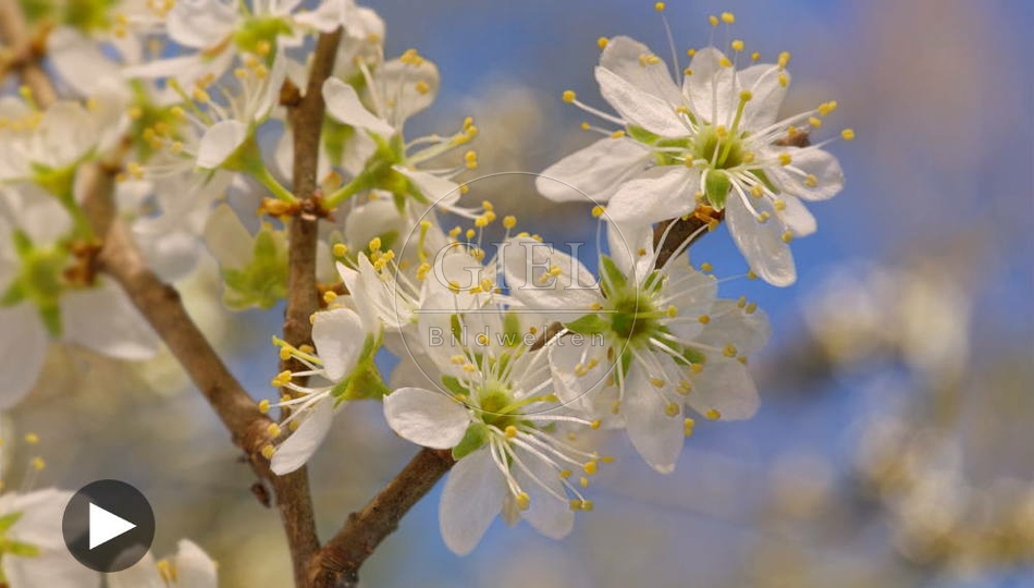 098466 Zeitraffer, Schlehe