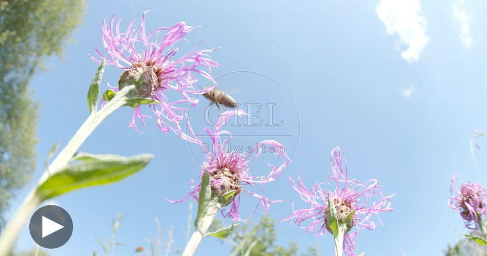 098684 Film-Clip, Biene auf Flockenblumen