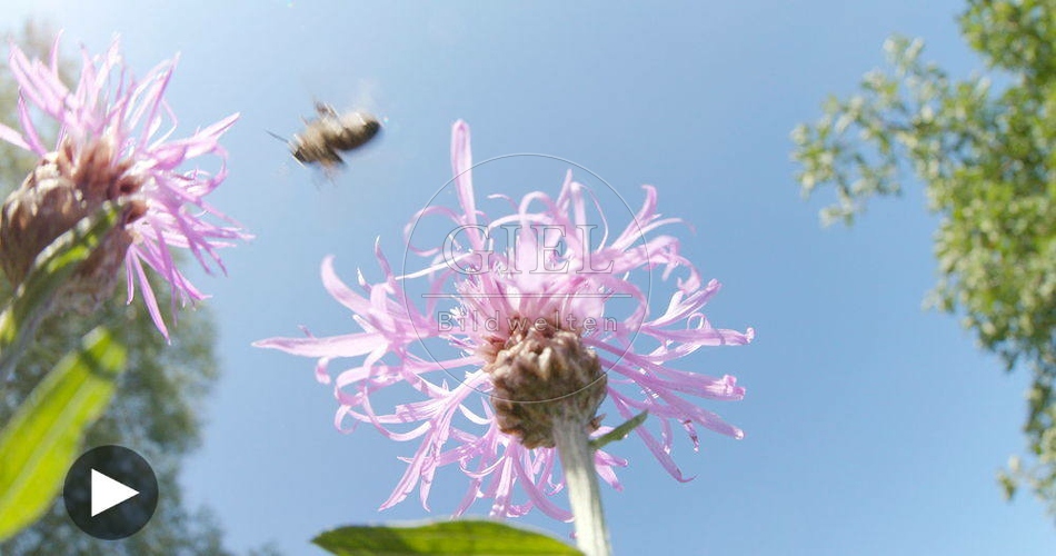 098685 Film-Clip, Biene auf Flockenblumen