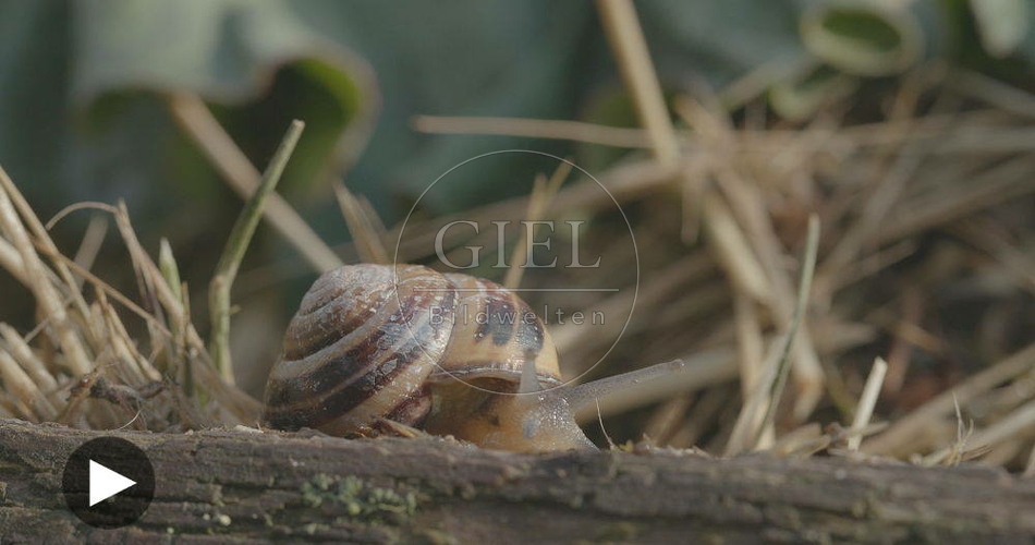 098759 Film-Clip, Gerippte Baenderschnecke