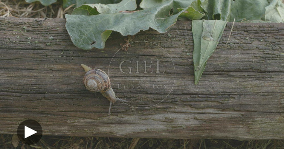098760 Film-Clip, Gerippte Baenderschnecke