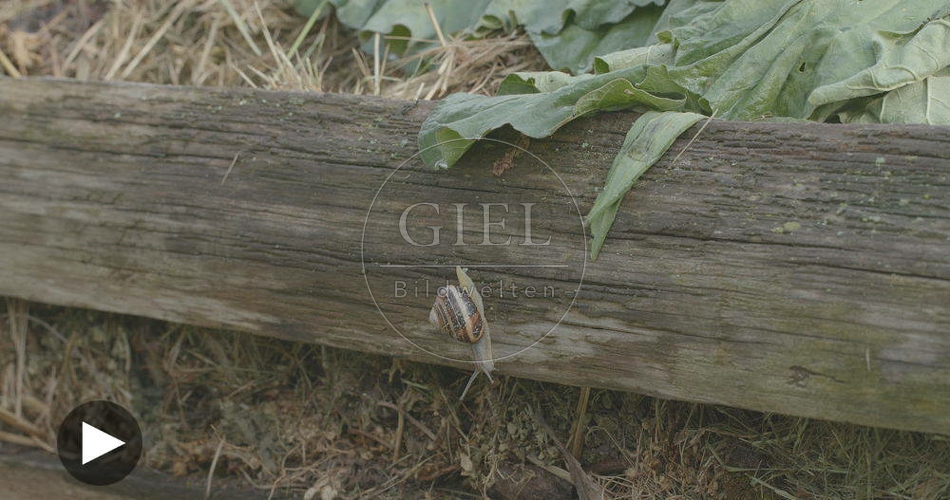 098761 Film-Clip, Gerippte Baenderschnecke