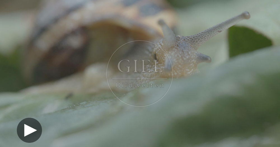098762 Film-Clip, Gerippte Baenderschnecke