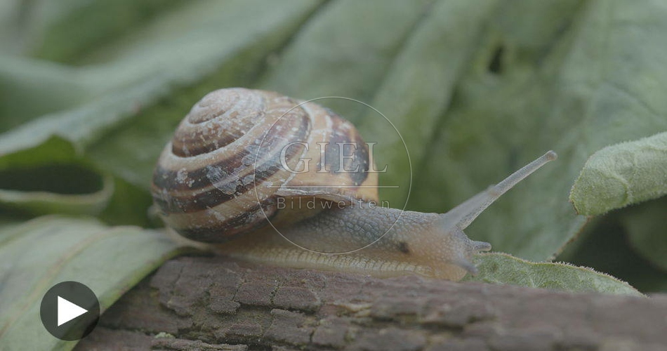 098763 Film-Clip, Gerippte Baenderschnecke