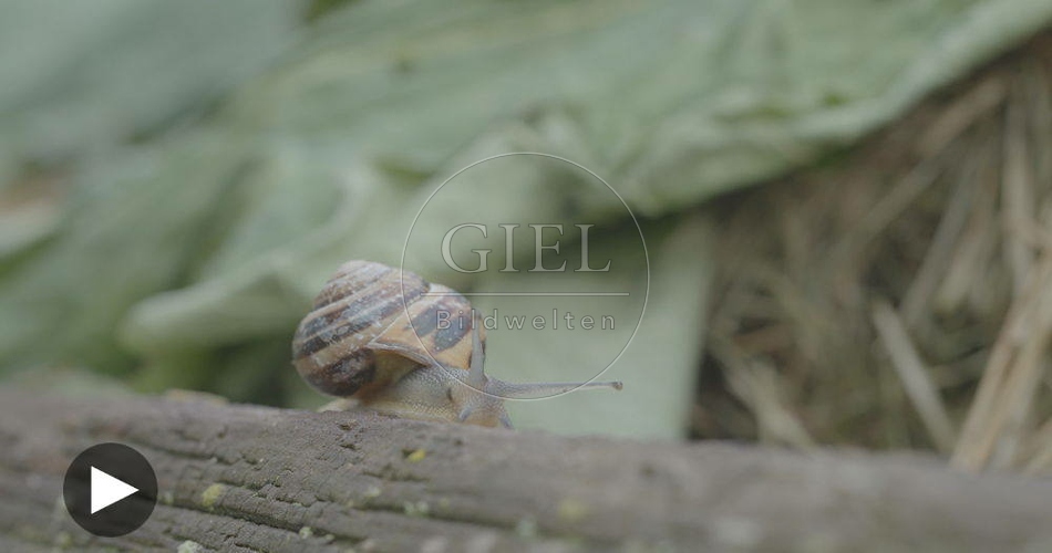 098764 Film-Clip, Gerippte Baenderschnecke