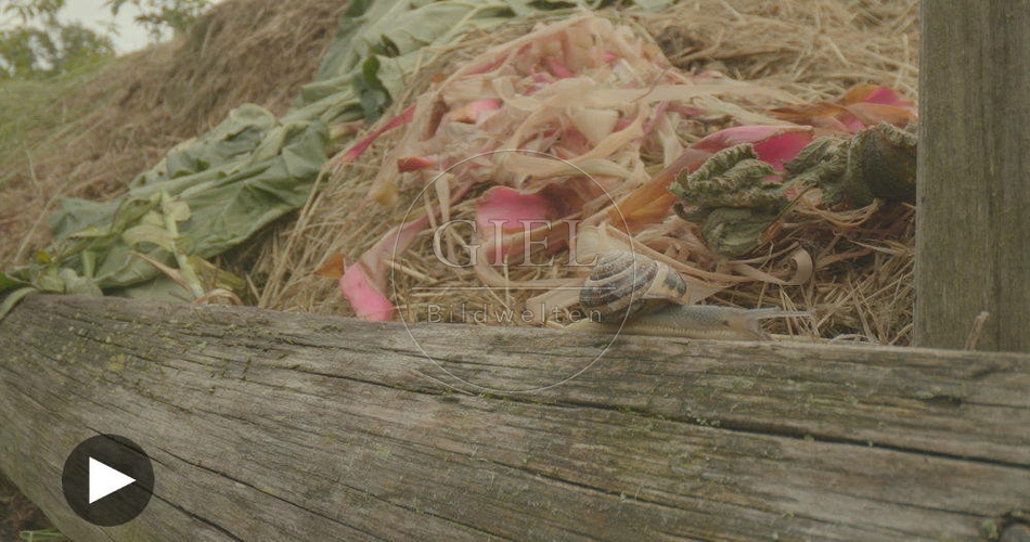 098765 Film-Clip, Gerippte Baenderschnecke