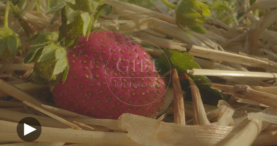 098782 Film-Clip, Erdbeere