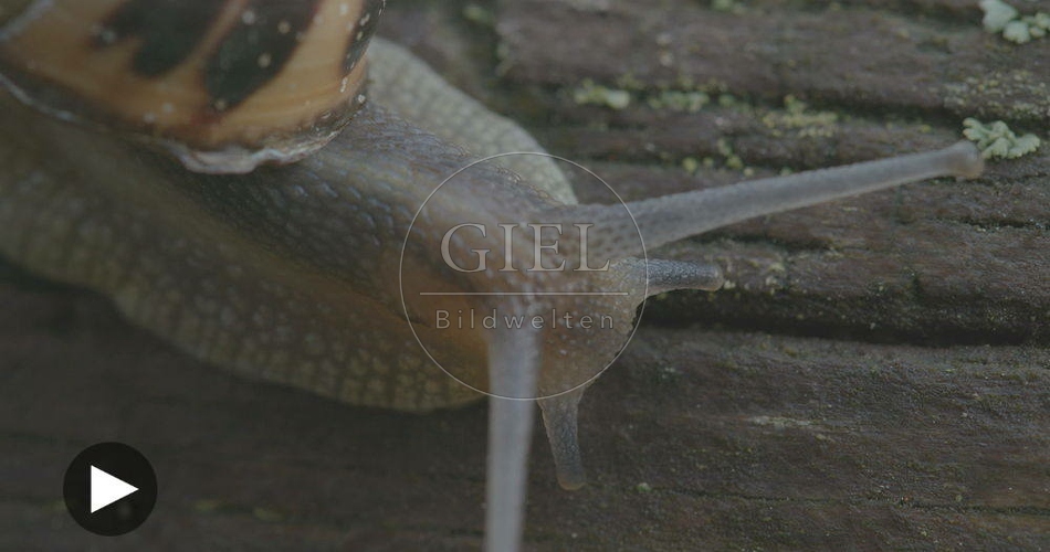098817 Film-Clip, Gerippte Baenderschnecke