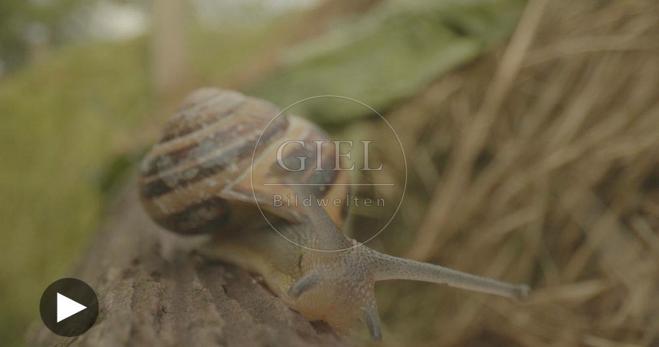 098819 Film-Clip, Gerippte Baenderschnecke