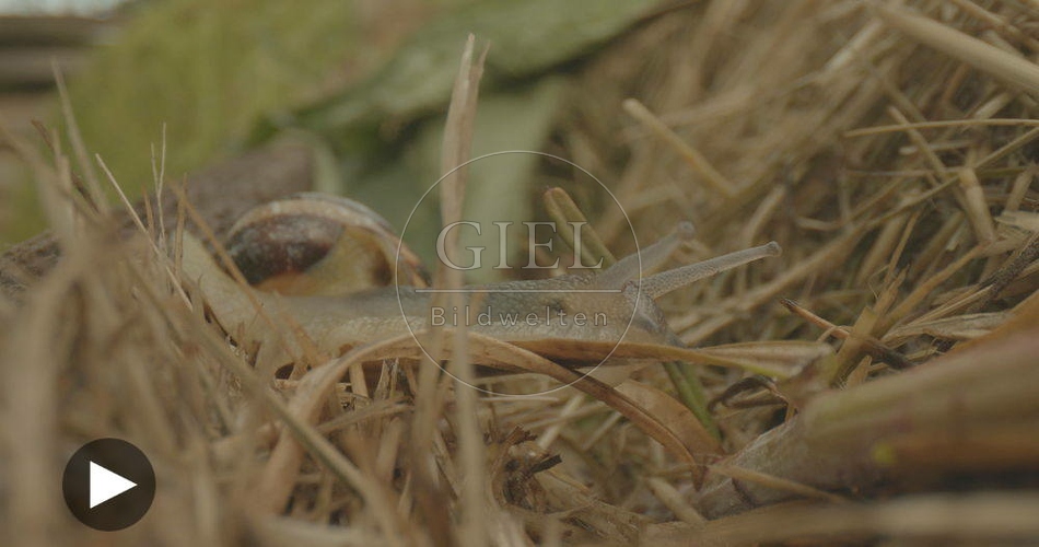 098820 Film-Clip, Gerippte Baenderschnecke