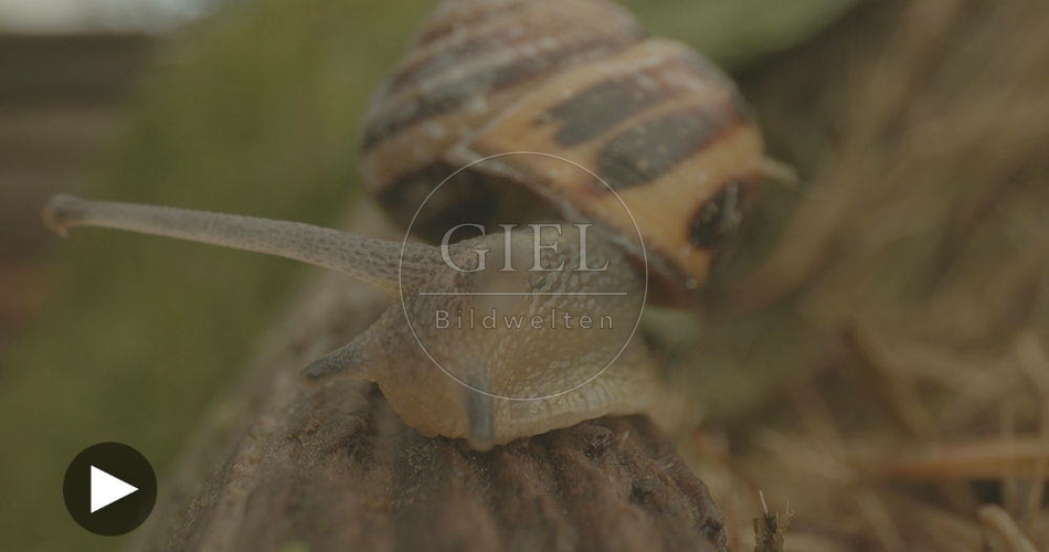 098821 Film-Clip, Gerippte Baenderschnecke