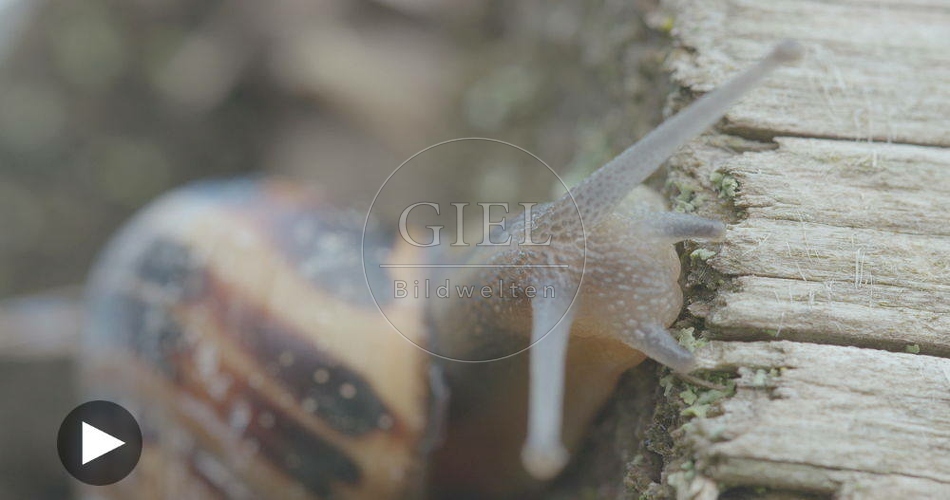 098822 Film-Clip, Gerippte Baenderschnecke
