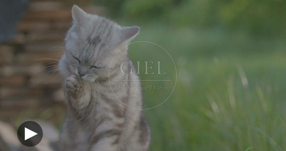098866 Film-Clip, Britisch Kurzhaar Katze