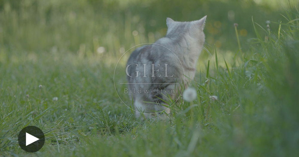098875 Film-Clip, Britisch Kurzhaar Katze